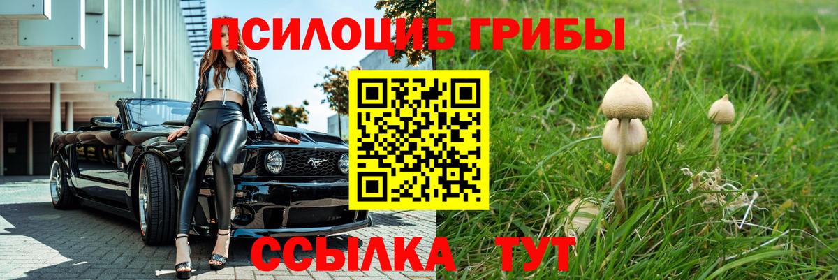 Боровичи  Псилоцибиновые грибы Psilocybe  Вход с VPN 